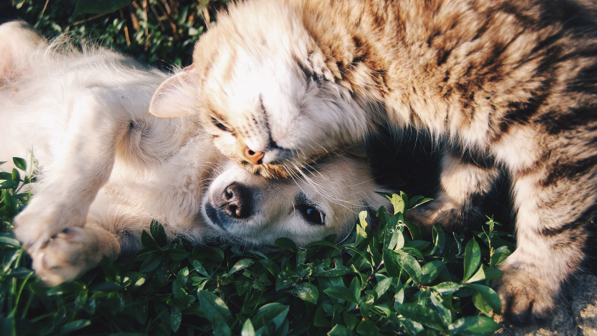 moving mx blog ¿Cómo mudarte con tu mascota?