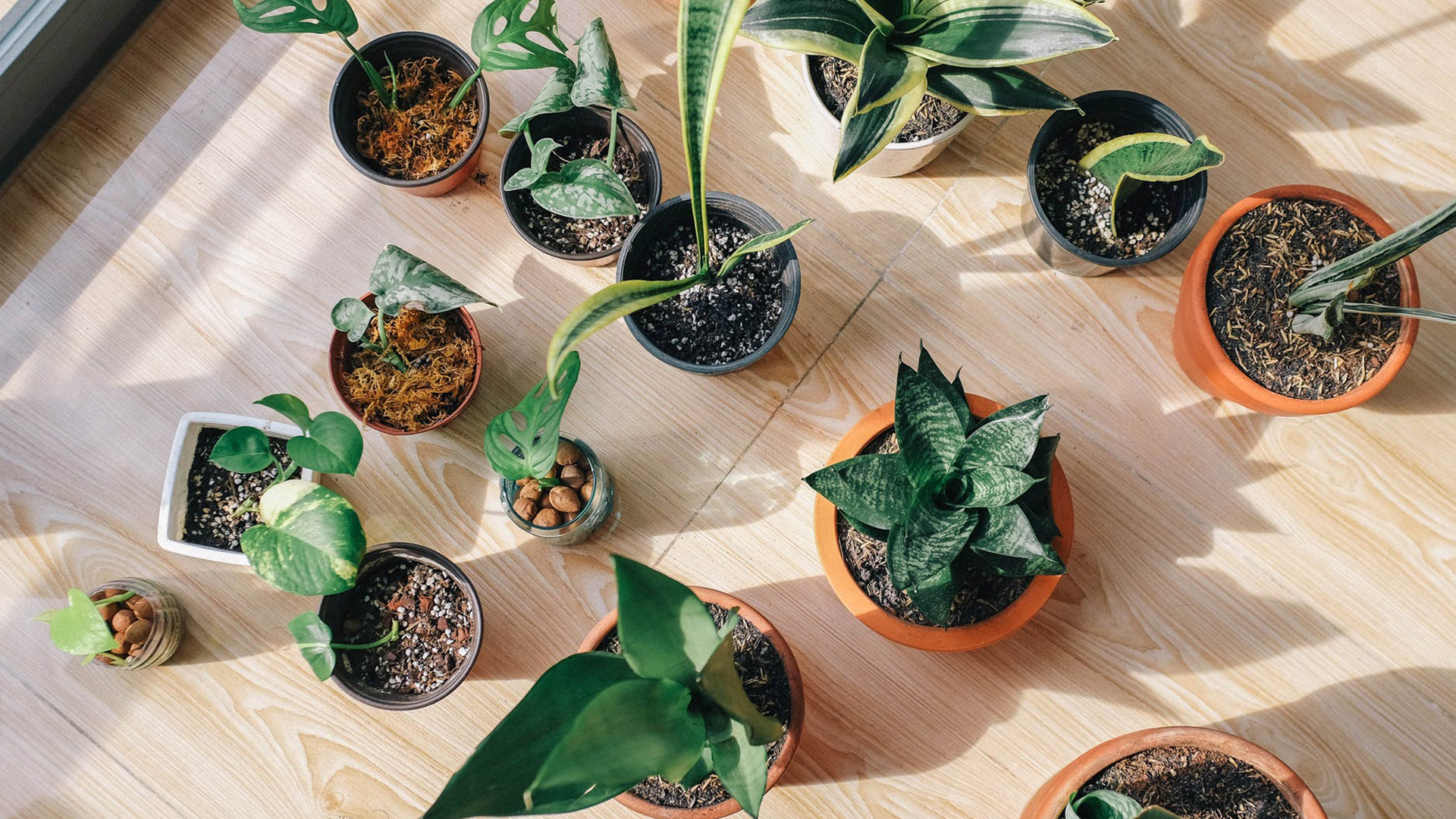 moving mx blog Guía para cuidar tus plantas durante una mudanza larga