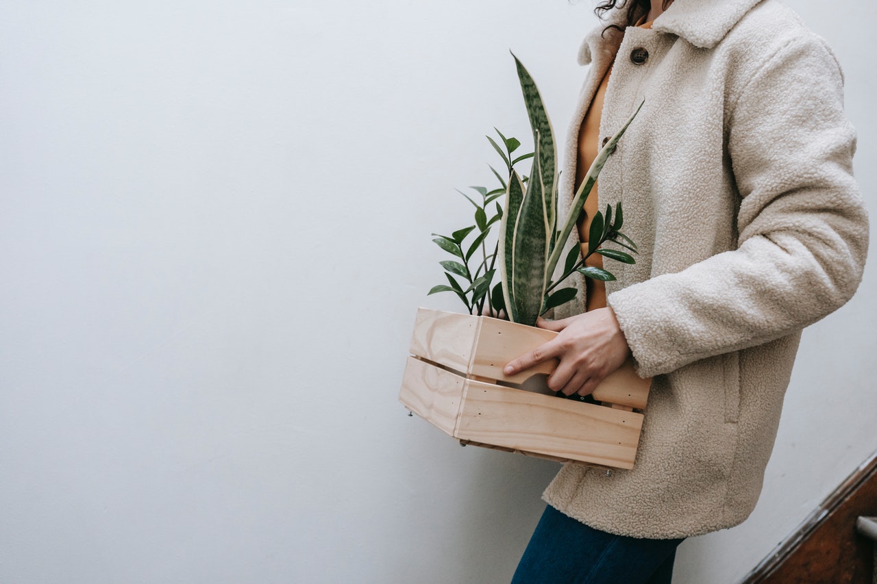 moving mx blog Consejos para mudarte de forma segura con tus mascotas y/o plantas.